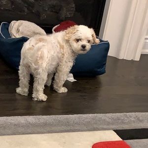 Meet your Posher, Gulshanpreet kaur